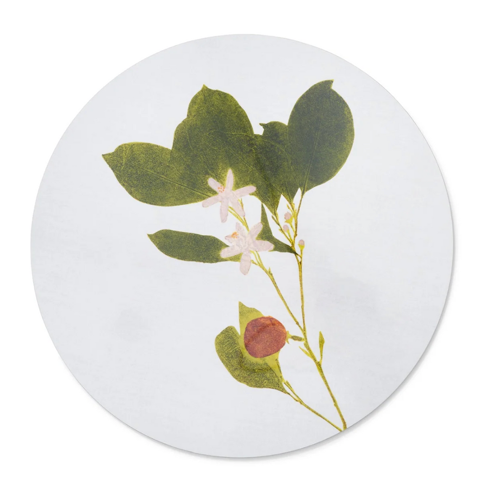 Herbarium Round Cork-backed Placemat  by Summerill & Bishop - Set of 6